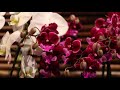 Asia in Bloom: The Orchid Show at the Chicago Botanic Garden