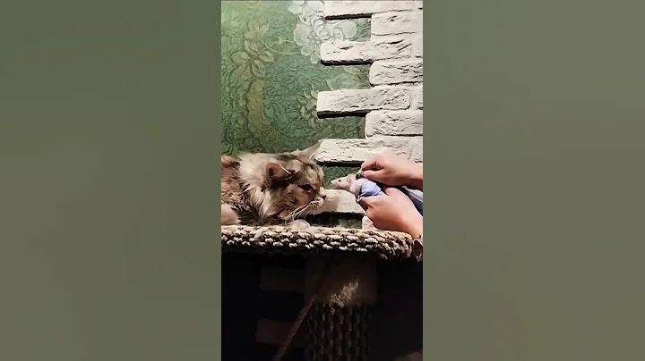 Video 11514071: mainecoon cat, first maine coon, cat mouse