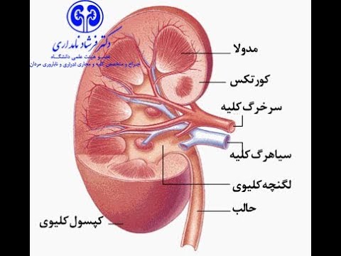 آشنایی کامل با کلیه و نحوه کارکرد آن