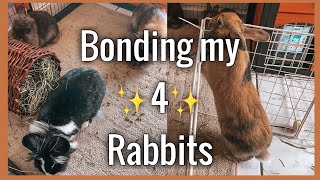 [Day 1]Bonding my FOUR rabbits!..This is how it went