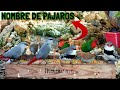 Nombres De Pajaros En mi Aviario | Aves Exoticas