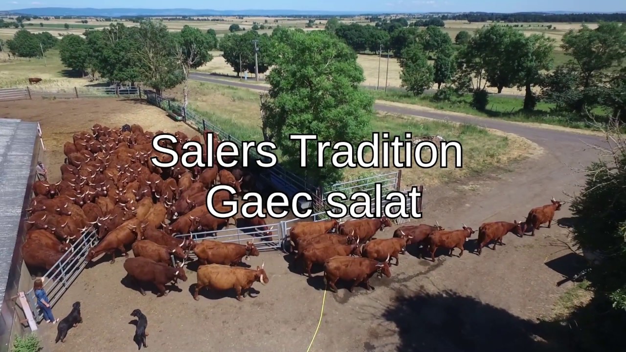 Vaches Salers Gaec Salat [Dji Phantom 3] | HD