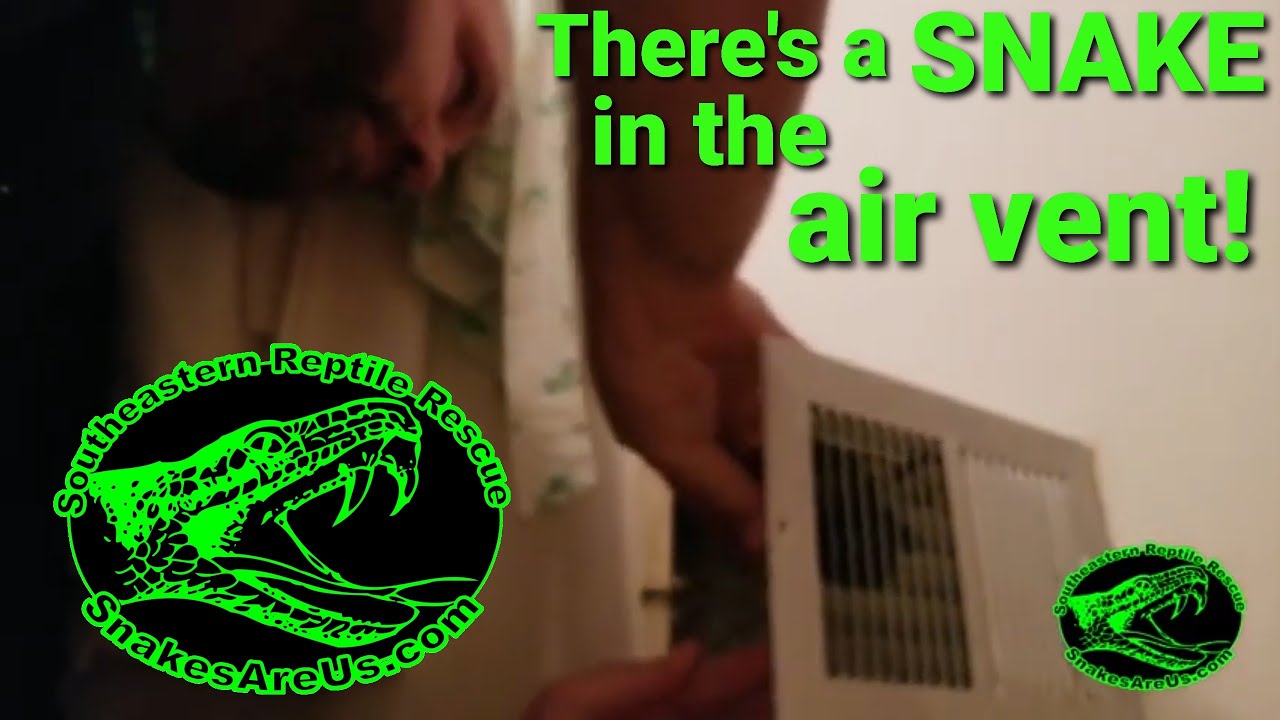 SNAKE in the AIR VENT! YouTube