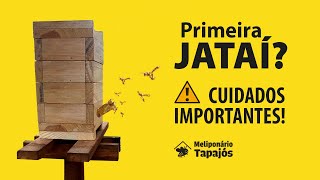 Cuidados Com A Primeira Colmeia De Abelhas Jataí