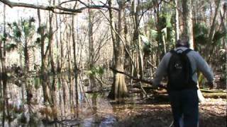 Wood Knocking Green Swamp:  Directors Cut