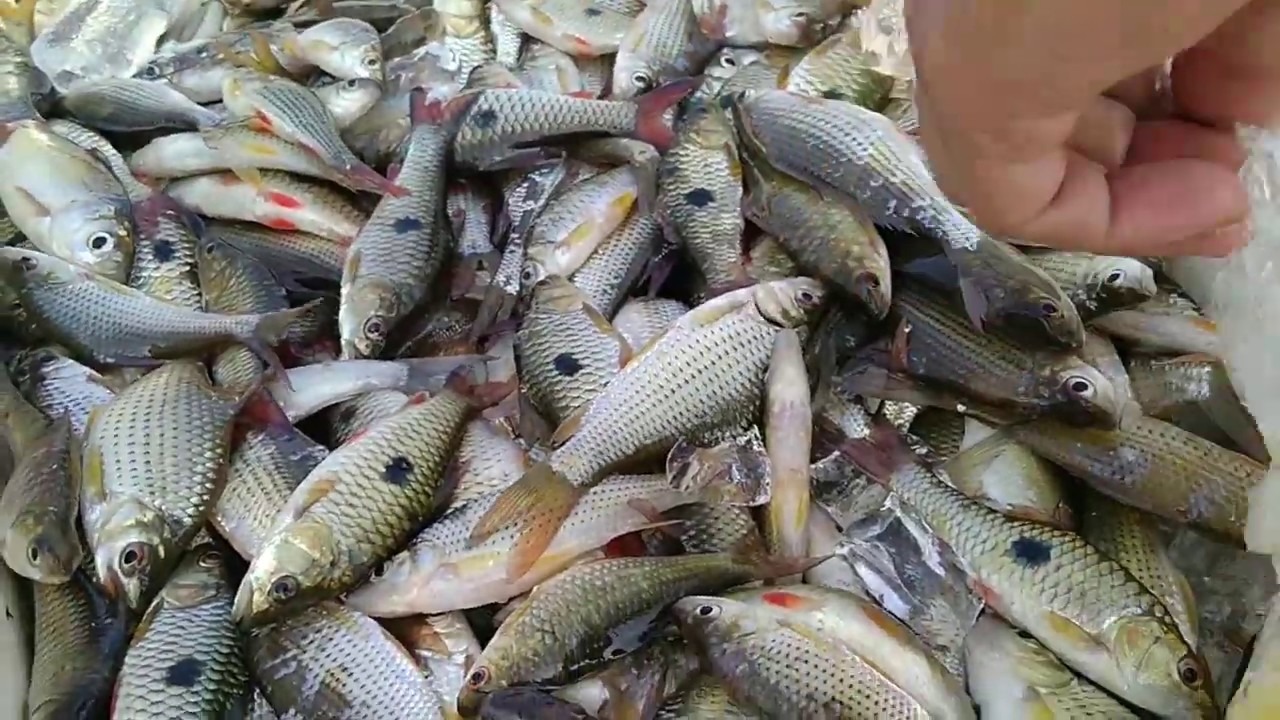 ไปไล่มองหาปลาเอามาทำปลาแห้ง อ. ศรีสงคราม