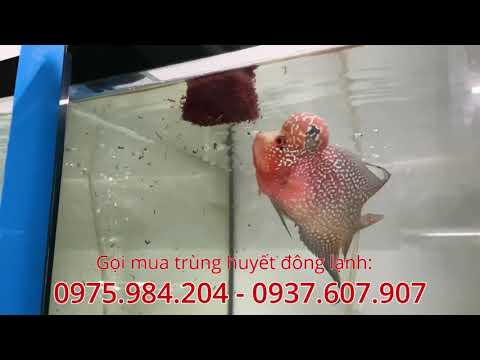 Video Cho cá La Hán ăn trùng huyết đông lạnh Hải Titan 25k 1... - youtube