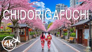 Chidorigafuchi Spring 4K 🌸 Glowing Cherry Blossoms, Peaceful Moat Paths & Scenic Tokyo Spring
