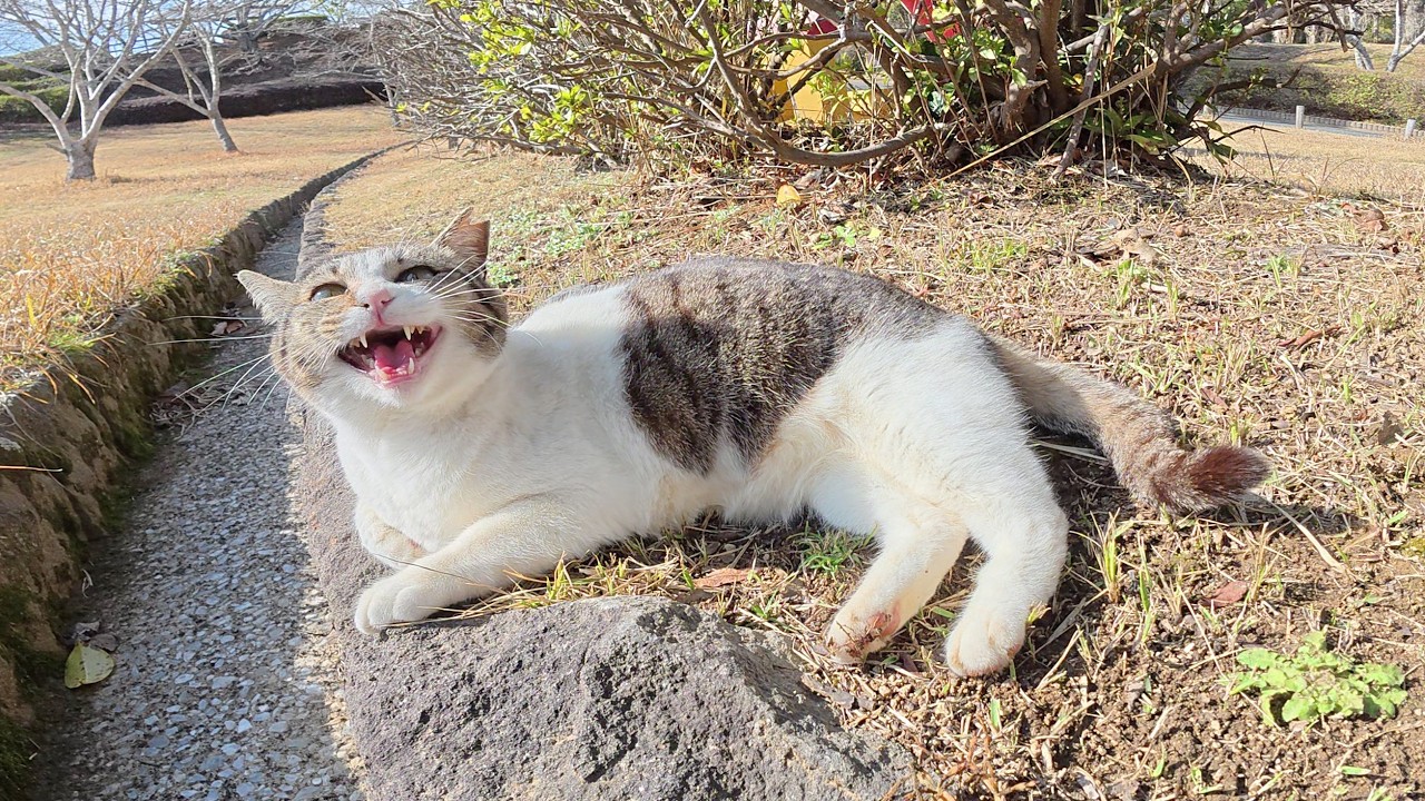 可愛い鳴き声で「もっとモフって～」と要求してくるキジシロ猫ちゃん