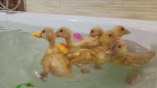 Милые смешные утята купаются в ванной. Cute funny ducklings bathe in the bathroom.