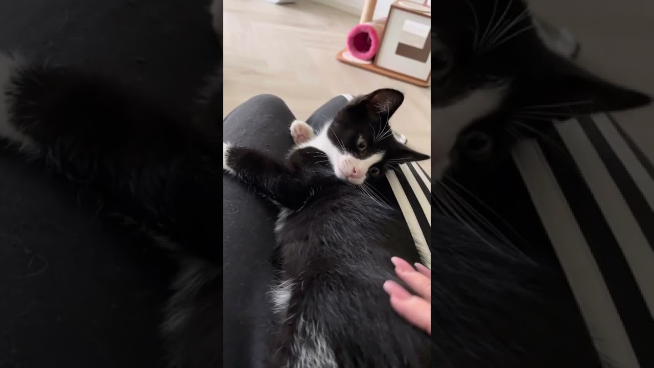   - YouTube Auto PHP Script