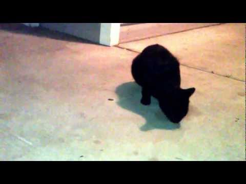 Trying to make friends with stray cat