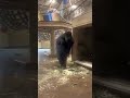 “Didn’t know gorillas were THIS big 🦍💀”#gorilla #shorts #fyp #viral