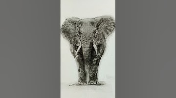 Elephant drawing do