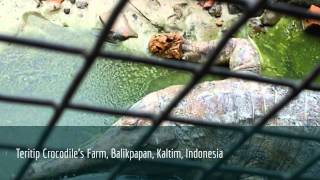 Teritip Crocodile's Farm, Balikpapan, Kaltim, Indonesia #crocodile #balikpapan #borneo