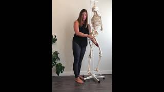 Actions Of The Piriformis