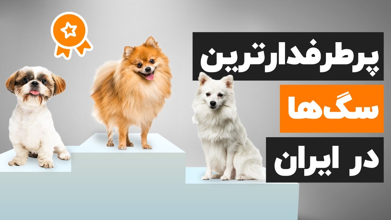 نژاد سگ ها رو میشناسید؟ 10 نژاد محبوب  سگ و ویژگی هاشون چیاس؟