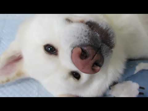 【秋田犬ゆうき】朝の運動が終わったのでしっかりストレッチをする【akita dog】