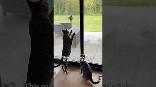 Part I: Do your cats wake you up very early in the morning? 😸⏰