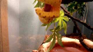 Celebrity Misol x Aru Green Tree Python, Leal, Feeding on Pinky Net Worth