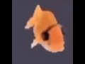 Loop cute little orange fish dancing beach parade with headphones for one hour