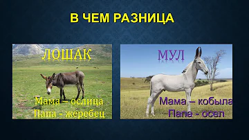 Породы, полученные в ходе искусственного отбора у лошадей и ослов