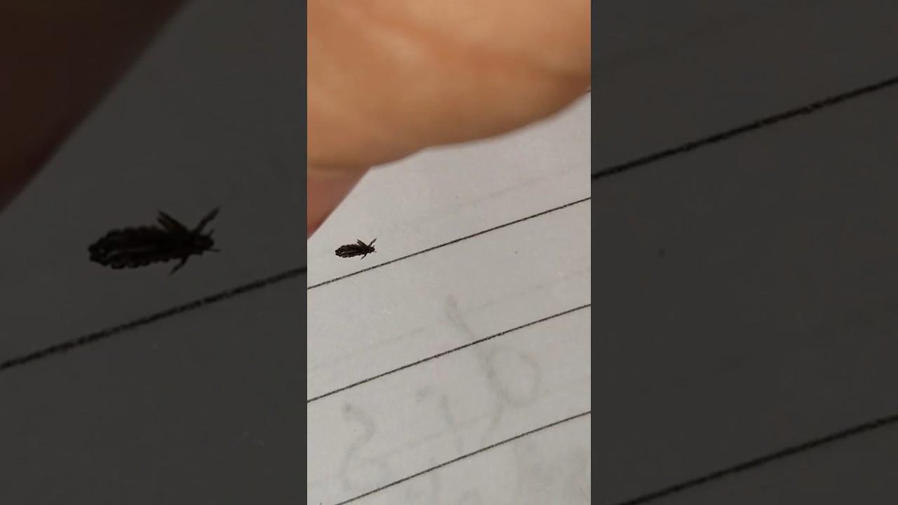 "Do lice prefer children or adults?"