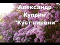 [Аудио] Александр Куприн - "Куст сирени"