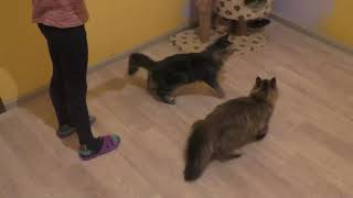 Питомник сибирских кошек Spark Heart Питомник сибирских кошек Spark Heart