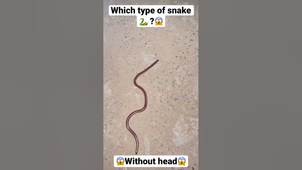 snake-without-head-viral-shorts-youtubeshorts-short-youtube
