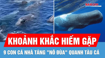 Video cận cảnh 9 con cá nhà táng "nô đùa" quanh tàu cá ở Khánh Hòa