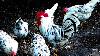 Exchequer Leghorn Hühner - Alte Nutztierrassen Folge 106 - Film Hühnehaltung, Huhn, chicken breed