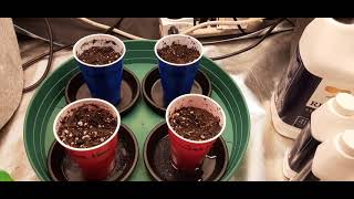 Jack Herer from ilgm.com and Island Sweet Skunk from pacificseedbank.com / New Nutrient line Remo