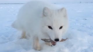 Baby Arctic Fox Steals Fish From Man