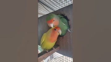 Ikkru & Podiyan made for each other #aviary #africanlovebirds #birds #shorts