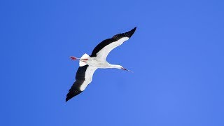 Record number of oriental storks at northeast China nature reserve