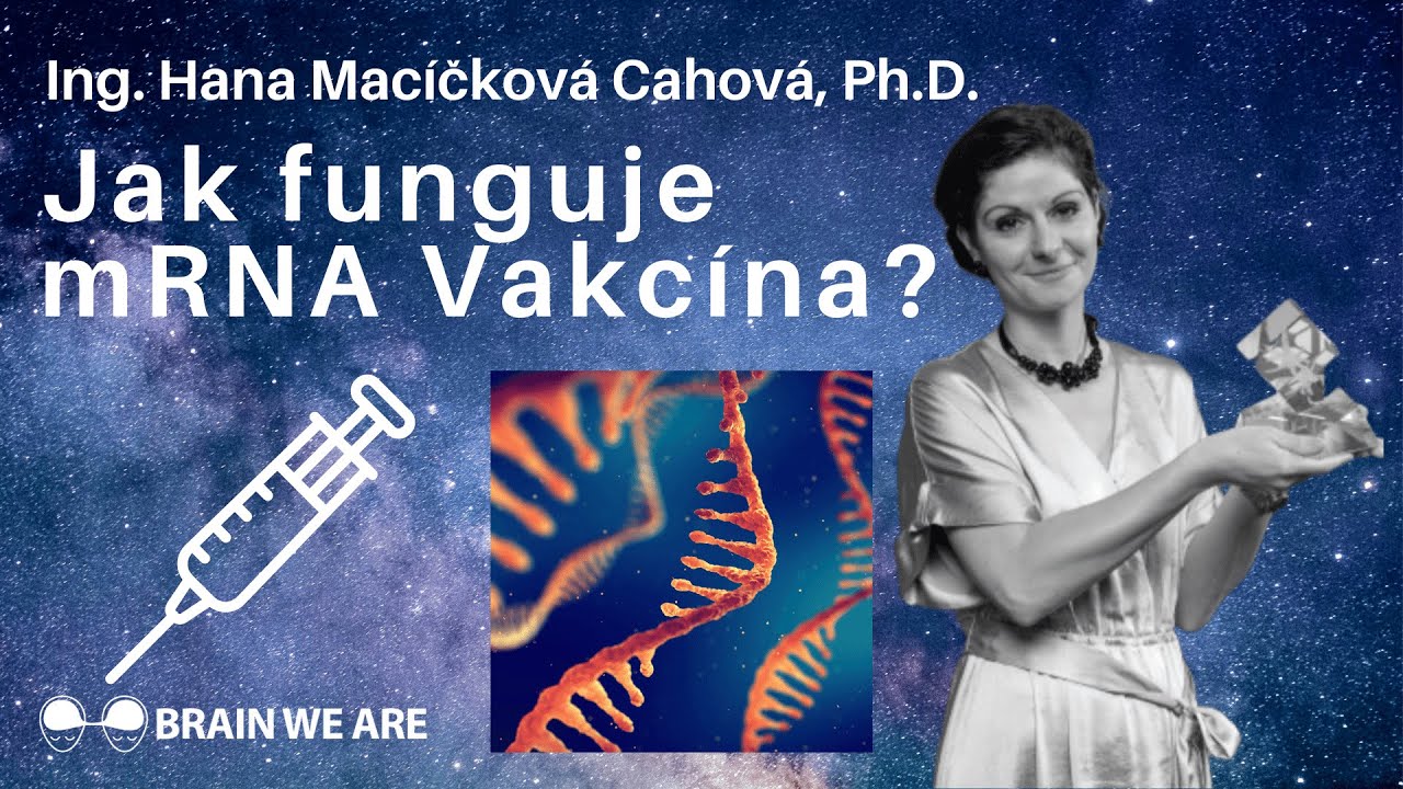 co-je-to-rna-sv-t-a-jak-funguje-mrna-vakc-na-ing-hana-mac-kov