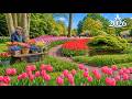 THIS PLACE IS FULL OF TULIPS Keukenhof Gardens Netherlands 4K HDR Walking Tour 