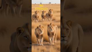 Why Lions Don’t Have Stripes Like Tigers 🦁🐅