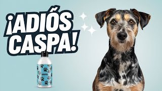 Dile adiós a la caspa de tu perro 🐕✨ ¡Causas y remedios! 🛁