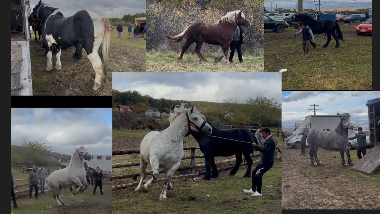 Târg de Cai🐎 Săsciori 24.10.2025 Cu exemplare deosebite 
