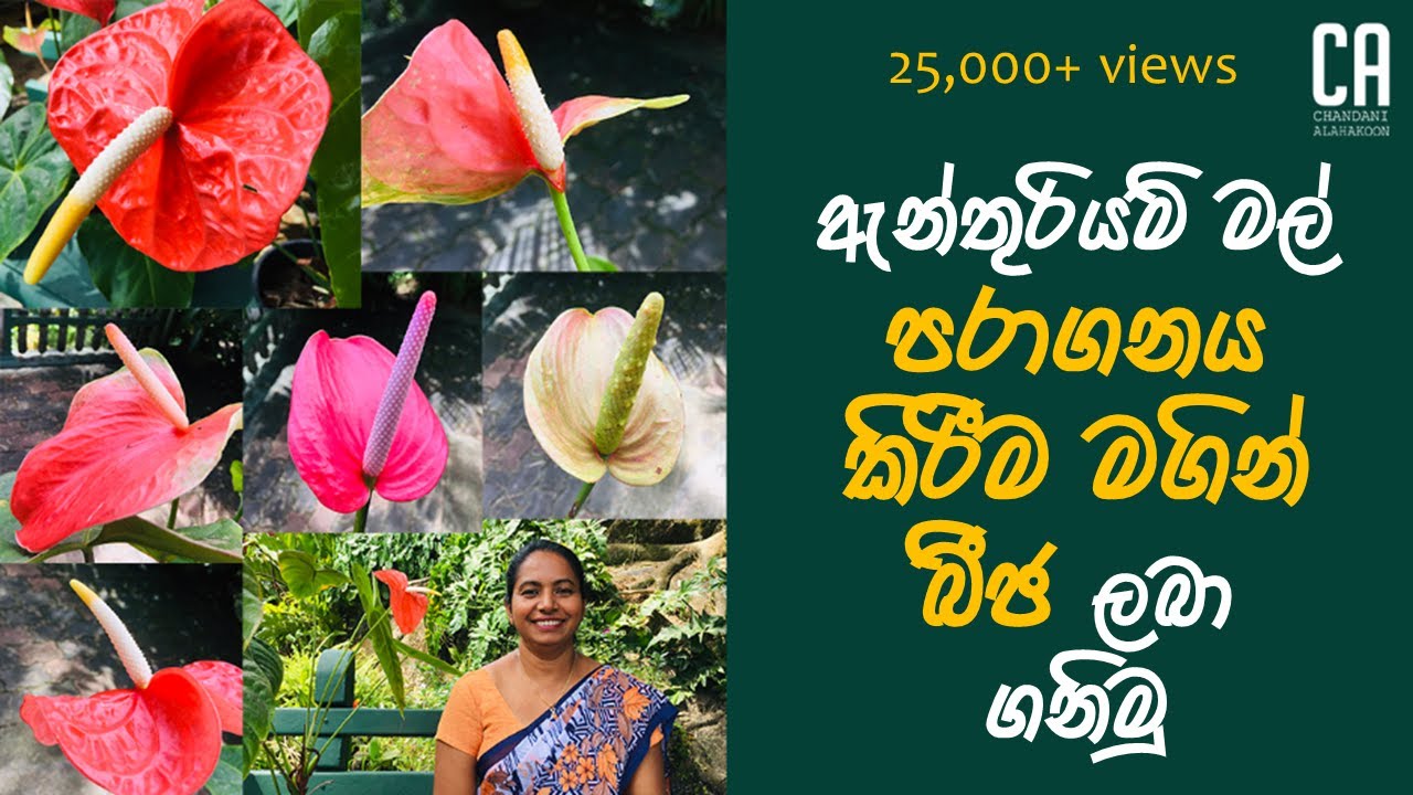 ඇන්තූරියම් මල් පරාගනය කිරීම තුලින් බීජ ලබා ගනිමු | Obtaining seeds by pollinating anthurium flowers