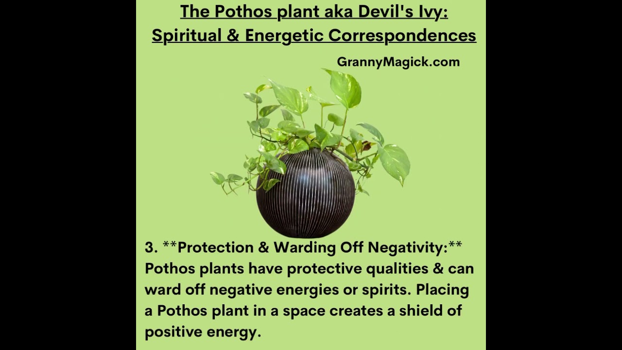 Pothos Plant: Spiritual and Energetic Correspondences