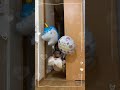 【ハーフバースデー】空飛ぶはるちゃん Part2