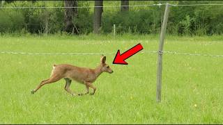 Jackrabbit Ran the Fence Gap, and the Wind Took the Line