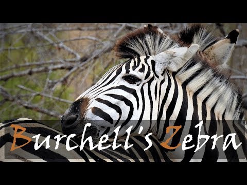 Video: Burchell's zebra. լուսանկար, նկարագրություն, ապրելավայր, ապրելակերպ