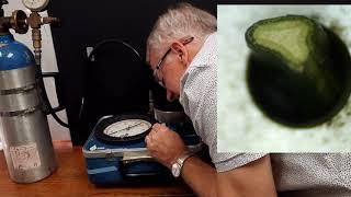 Measuring leaf water potential with a pressure chamber