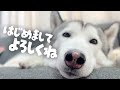 保護犬シベリアンハスキーを引き取りに行った日の思い出 The day when a senior siberian husky was taken to the new home.