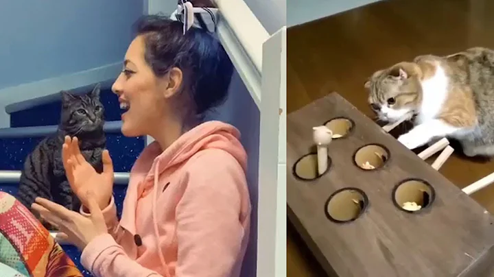 Video 11243521: cats meowing compilation, best funny cats compilation, long funny cat, cats compilation cute funny, cat kitty funny, cats funny fail