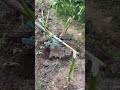 Lever Magic Removes Corn in 1 Second! Farmers Are Amazed 🌽✨